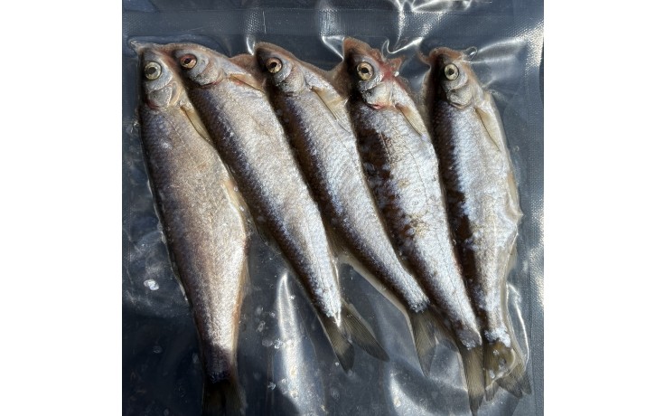 ukelei-lauben-koederfische-5-stueck-online-kaufen-guenstig-onlineshop