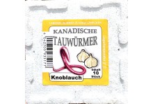 Kanadische Tauwürmer Knoblauch Angelwurm 12 Stück
