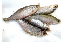 Rotaugen Köderfische 6 bis 9 cm 5 Stück Angelköder gefroren ideal für s Raubfischangeln