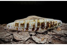 Perlmutt Spange Smaragd ca. 11 cm  Perlmutt Blinker Handmade